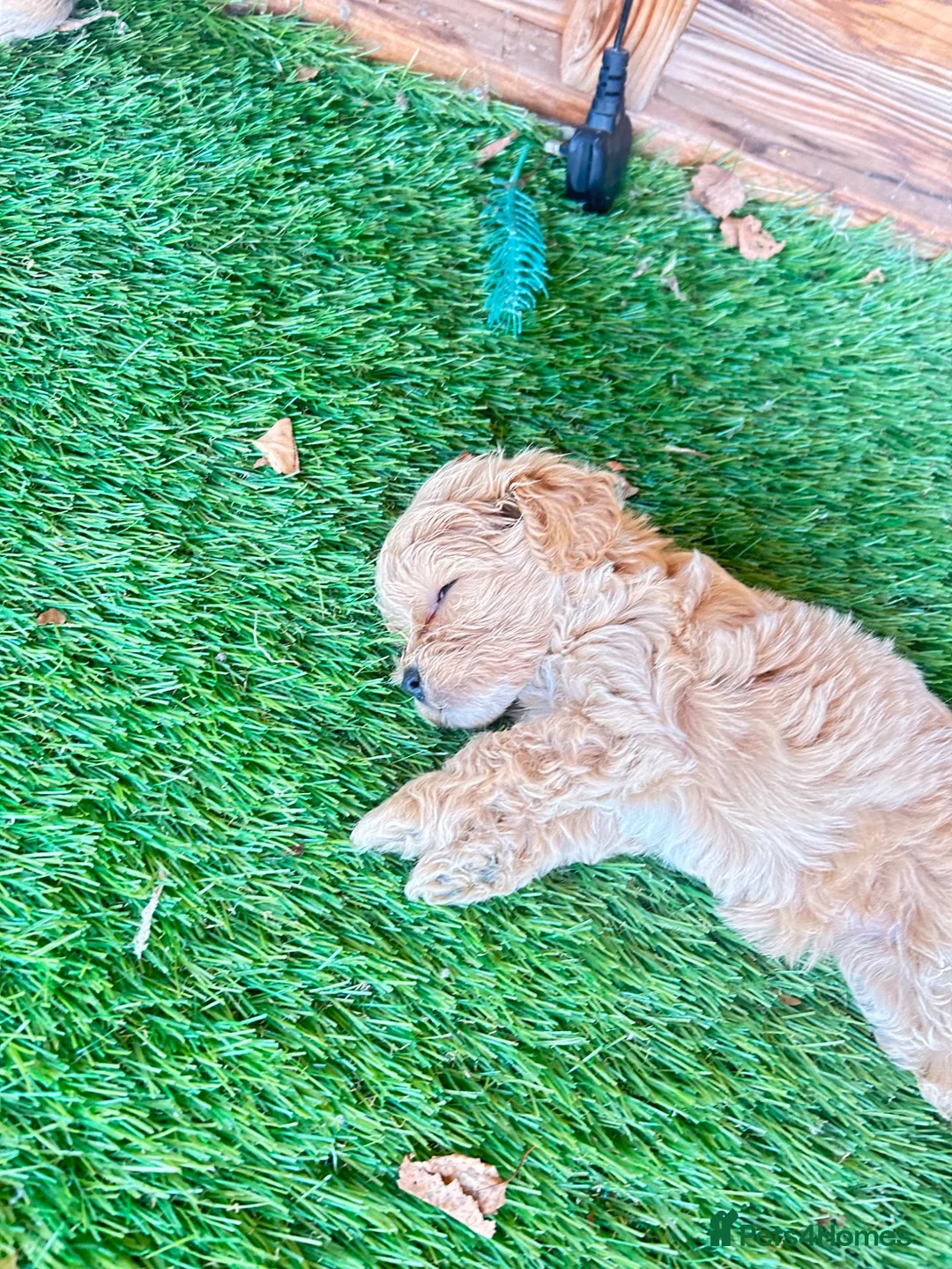 Maltipoo dogs for sale: MALTIPOOS!!! - Advert 2