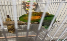 Lovebirds birds for sale: 2 fischers love birds + cage+extras  - Image 3