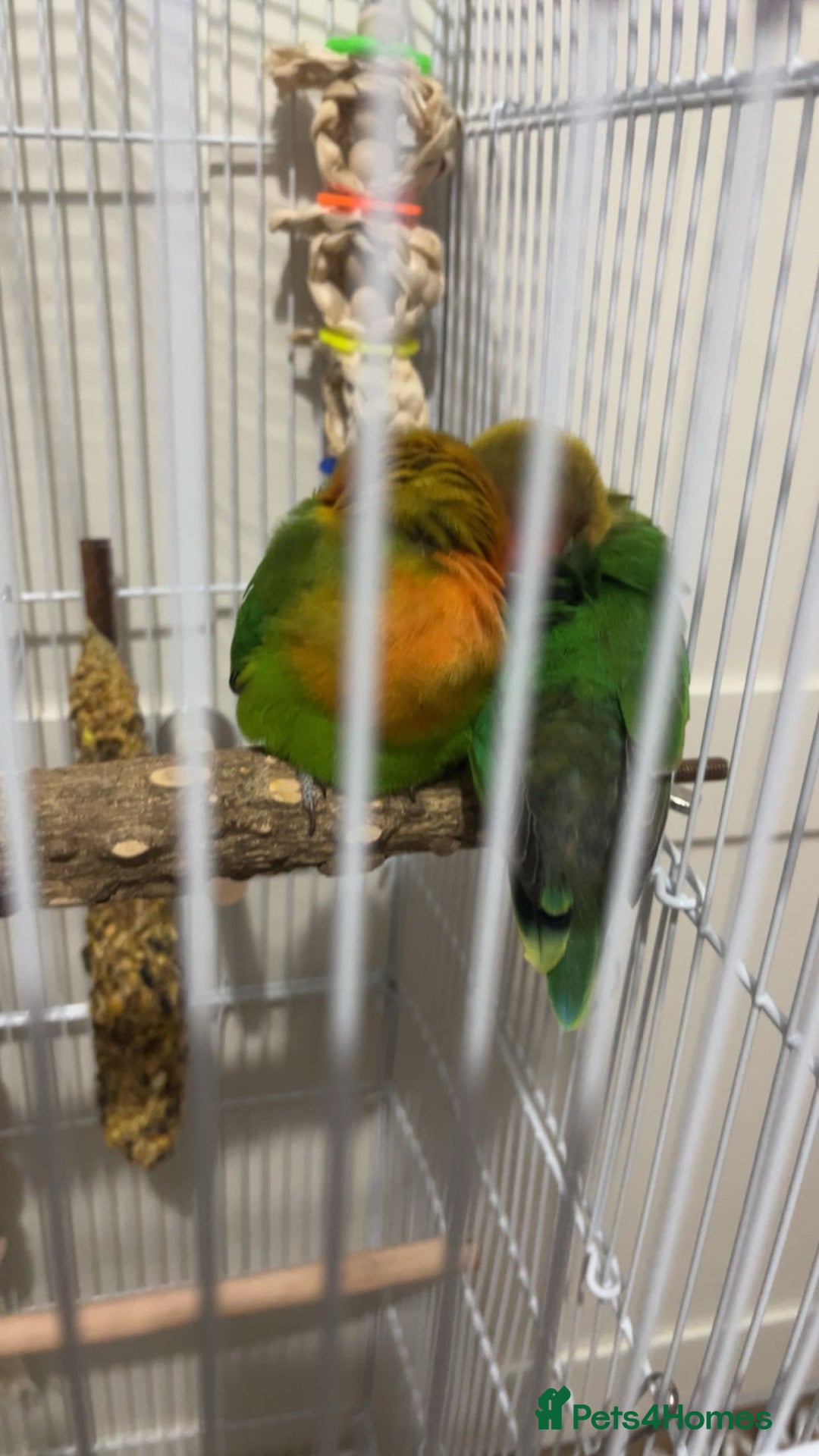Lovebirds birds for sale: 2 fischers love birds + cage+extras  - Image 3