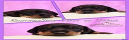 Miniature Dachshund dogs for sale: RKC Registered Miniature Smooth Haired Dachshunds - Advert 8
