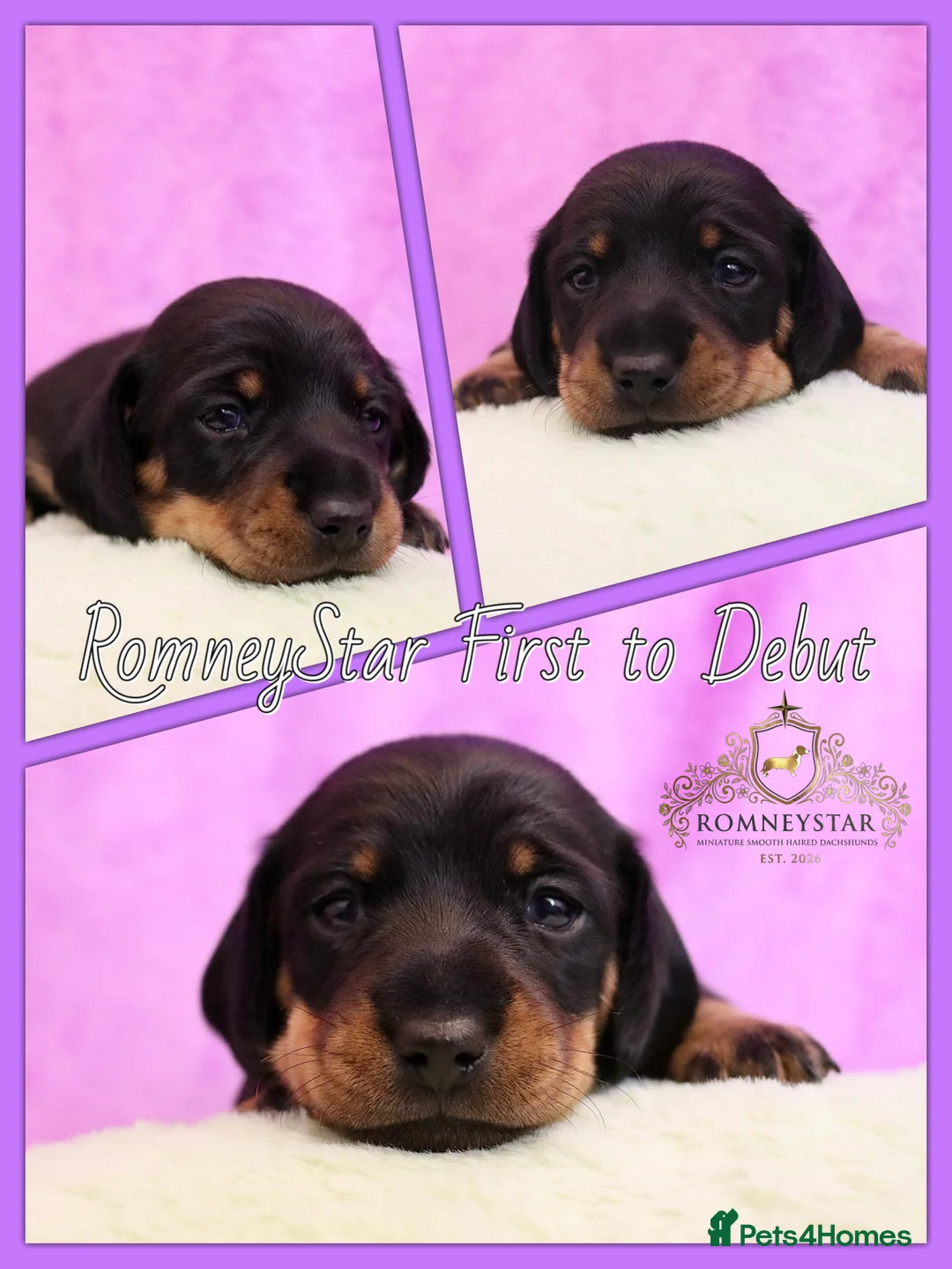 Miniature Dachshund dogs for sale: RKC Registered Miniature Smooth Haired Dachshunds - Advert 8