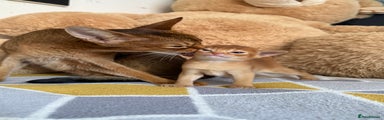Abyssinian Kitten cinnamon girl 