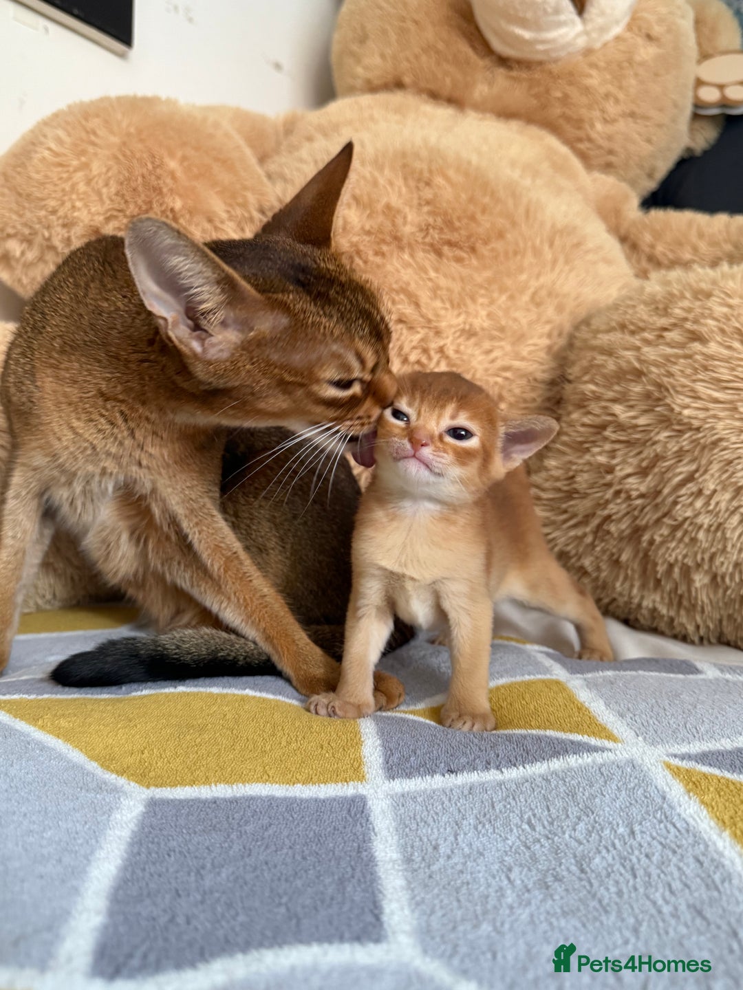 Abyssinian cats for sale: Abyssinian Kitten Boy Tica Show Quality  - Advert 19