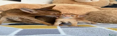 Abyssinian Kitten cinnamon girl 
