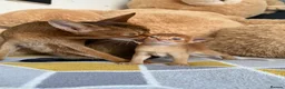 Abyssinian cats for sale: Abyssinian Kitten Boy and girl Tica Show Quality  - Advert 30