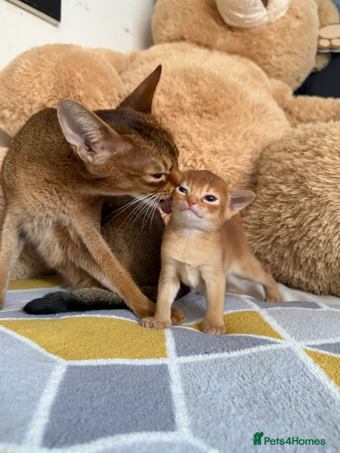 Abyssinian cats for sale: Abyssinian Kitten Boy and girl Tica Show Quality  - Advert 30