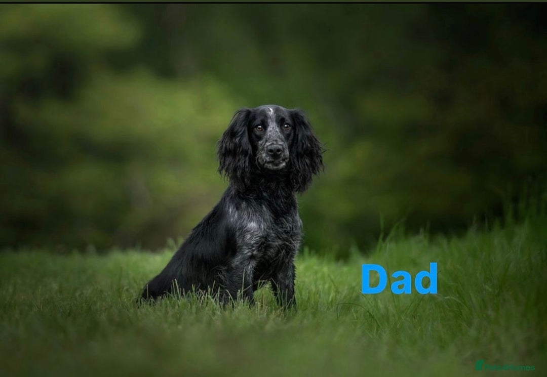 Cocker Spaniel dogs for sale: Cocker spaniel puppies for sale 🤩🐶 - Image 18