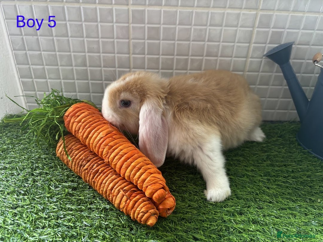 Mini Lop rabbits for sale: Mini lop baby bunnies - Ready now! - Image 21