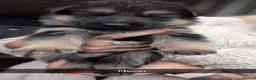 German Shepherd dogs for sale: German shepherd puppies. - Advert 9