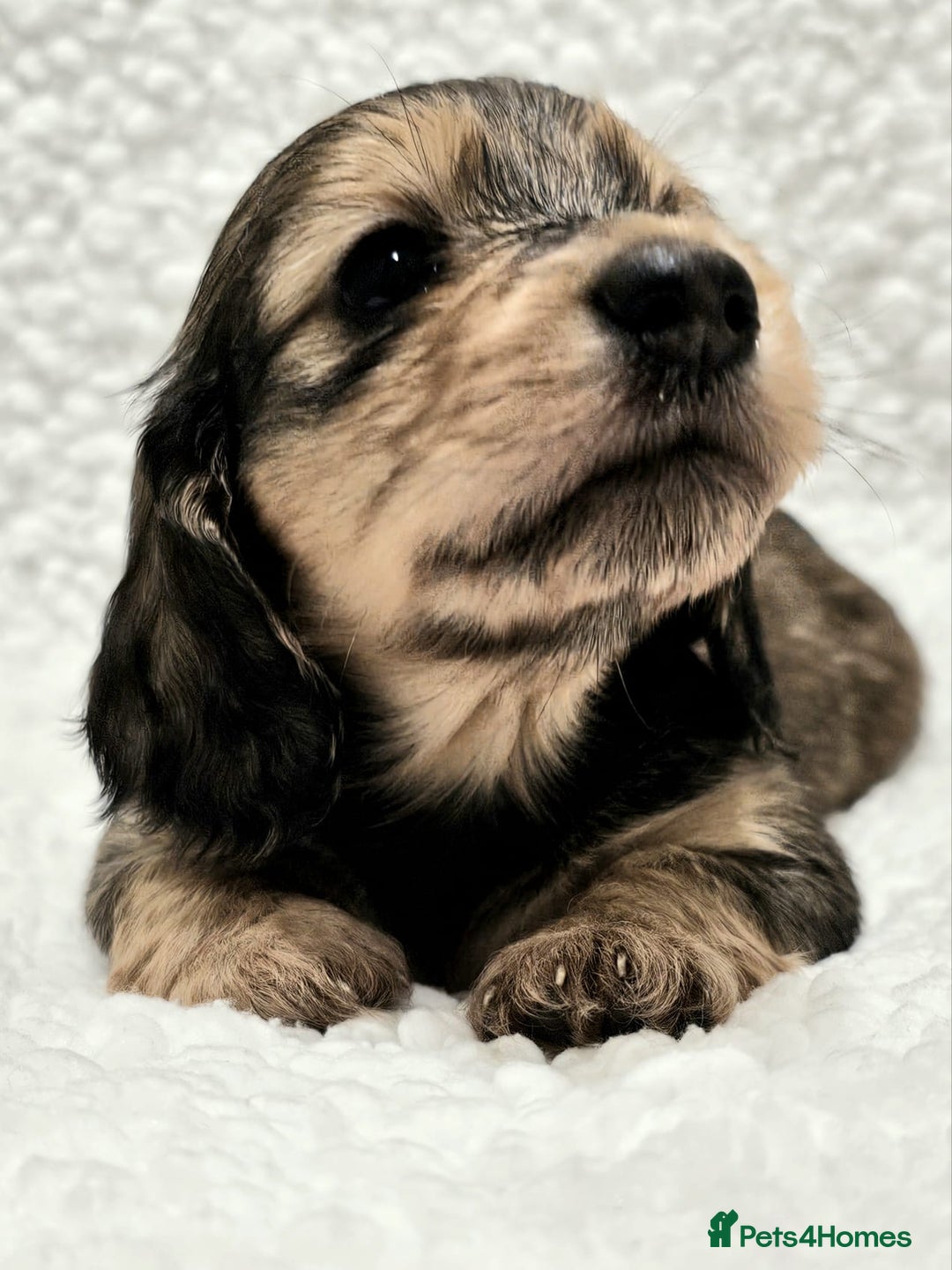 Miniature Dachshund dogs for sale: Shaded Cream Miniature Long Haired Dachshunds - Advert 4