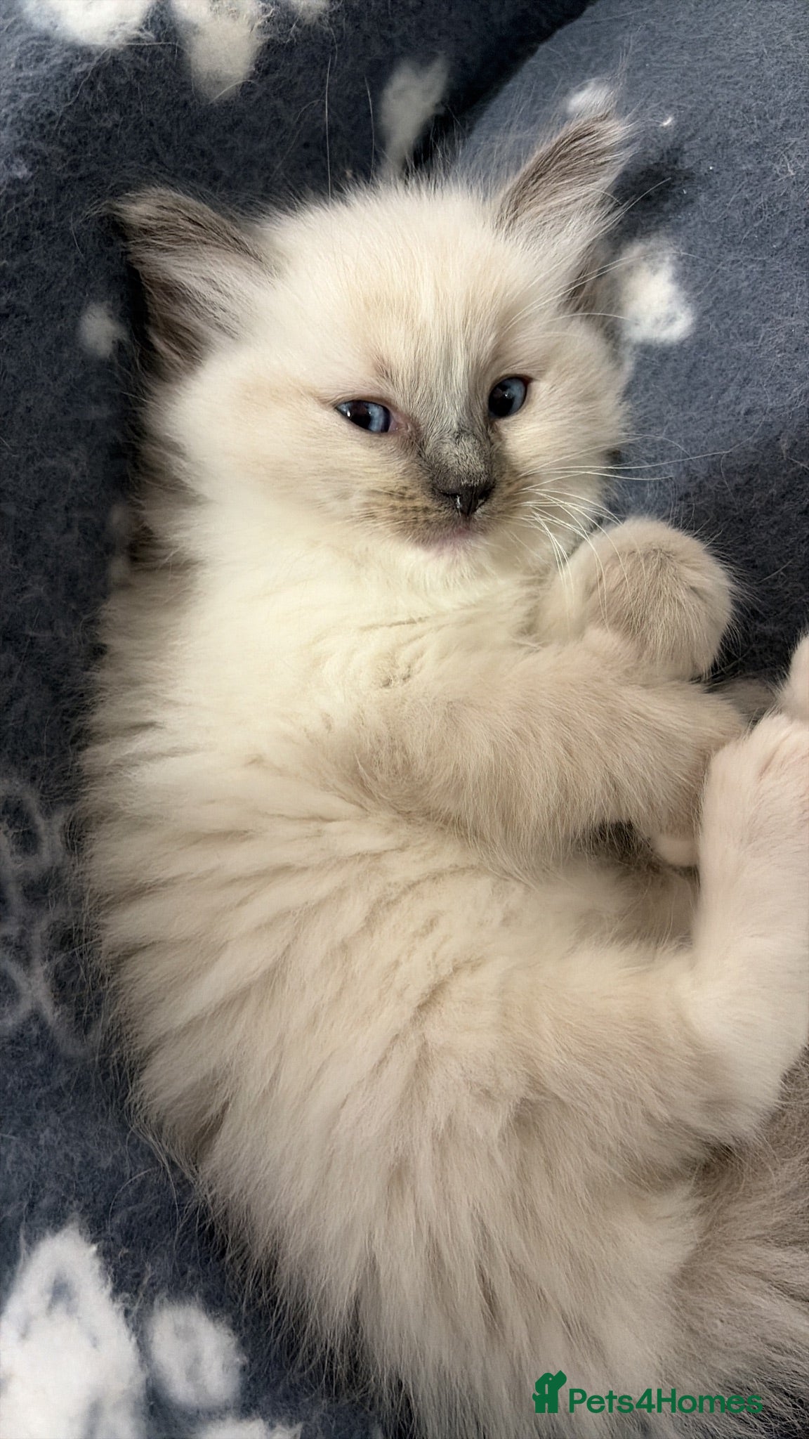 Ragdoll cats Beautiful Ragdoll Kittens - Advert 5