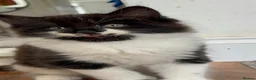 Domestic Shorthair cats for sale: Adorable Tuxedo Kittens Looking For New Homes - Advert 9