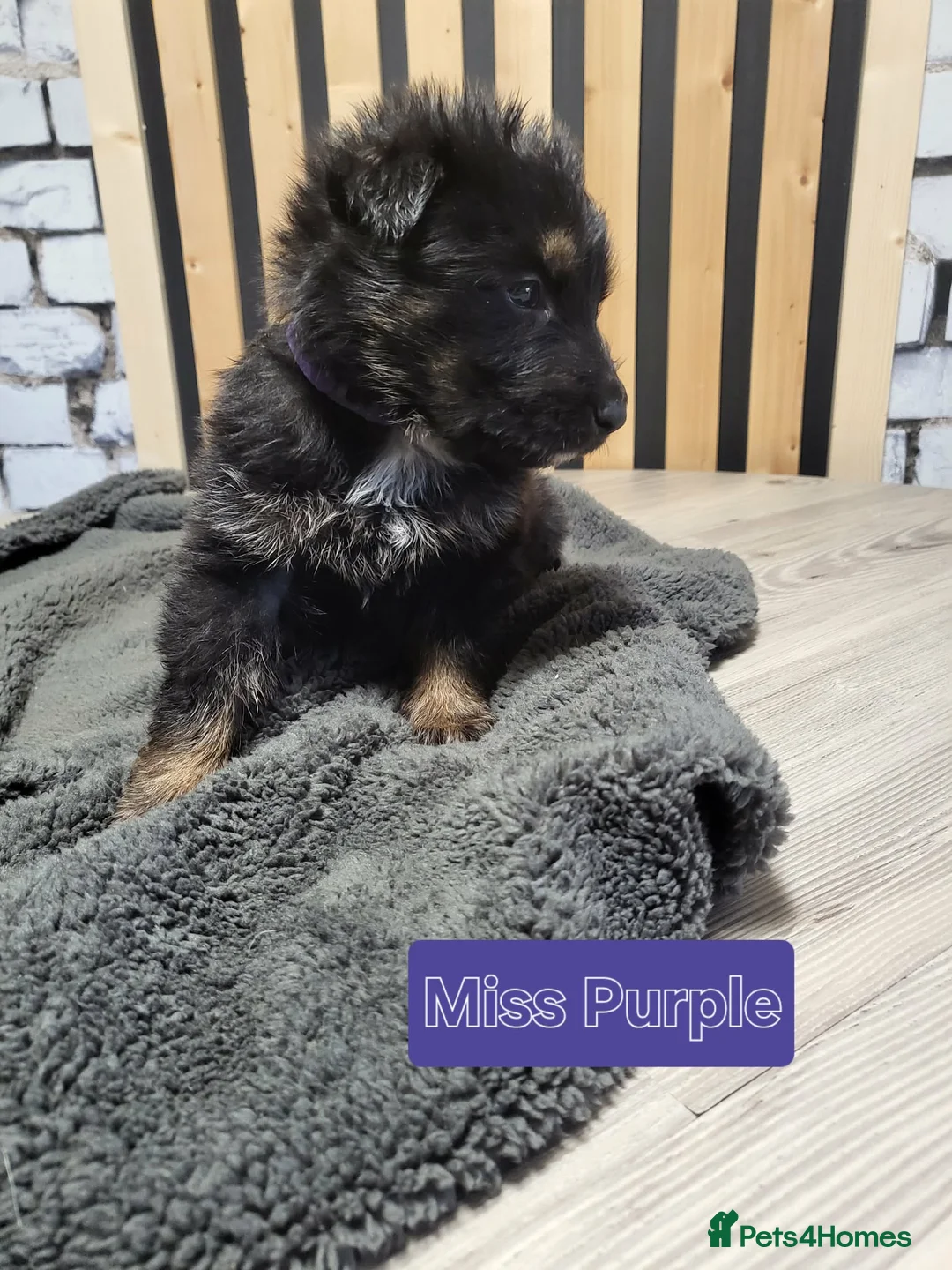 German Shepherd dogs for sale: German Shepherd/Alsatian puppies - Advert 20
