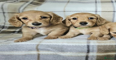 Miniature Dachshund dogs in Peterborough - Advert 2