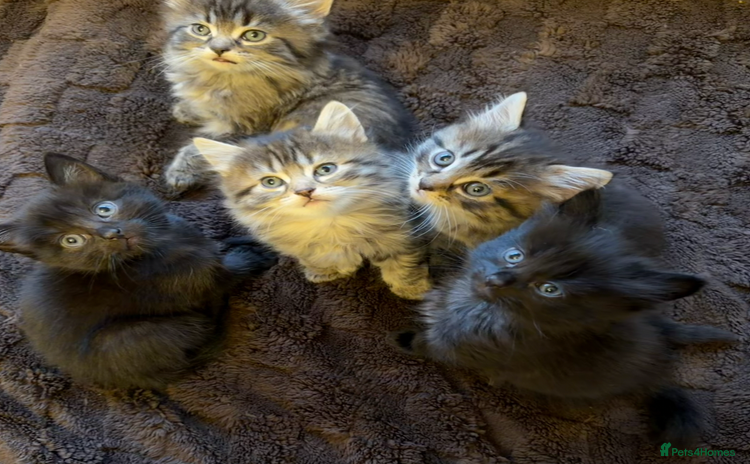 British Shorthair cats Affectionate British Shorthair Cross Kittens - Advert 2