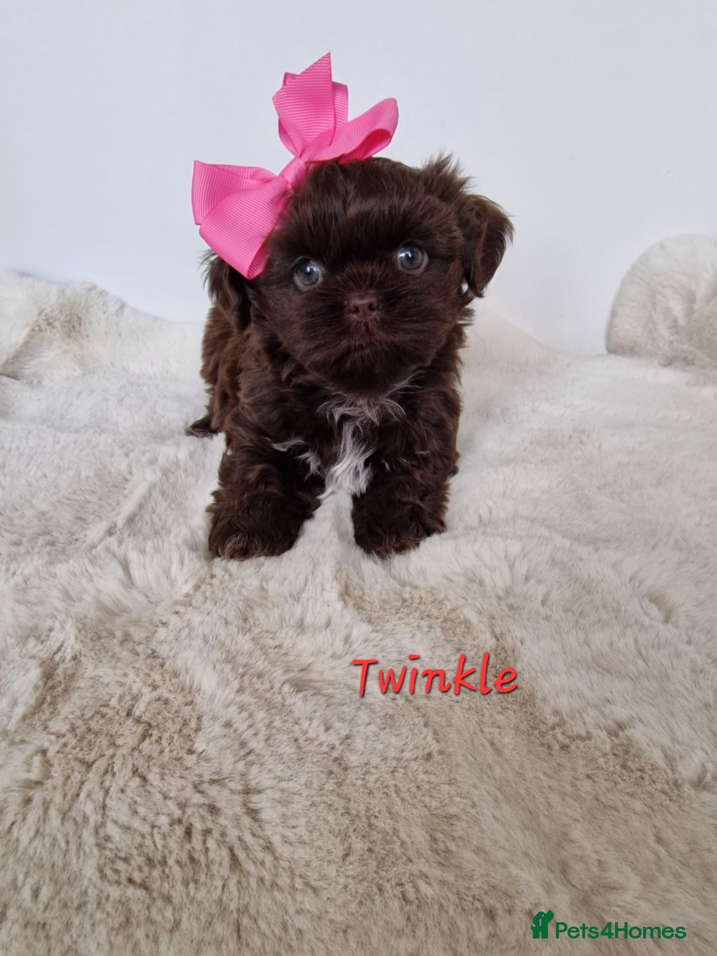 Shih Tzu dogs Chocolate Imperial Shih Tzu Grils  - Advert 2