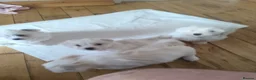 Maltese dogs for sale: 2 female Maltese puppies - Advert 10