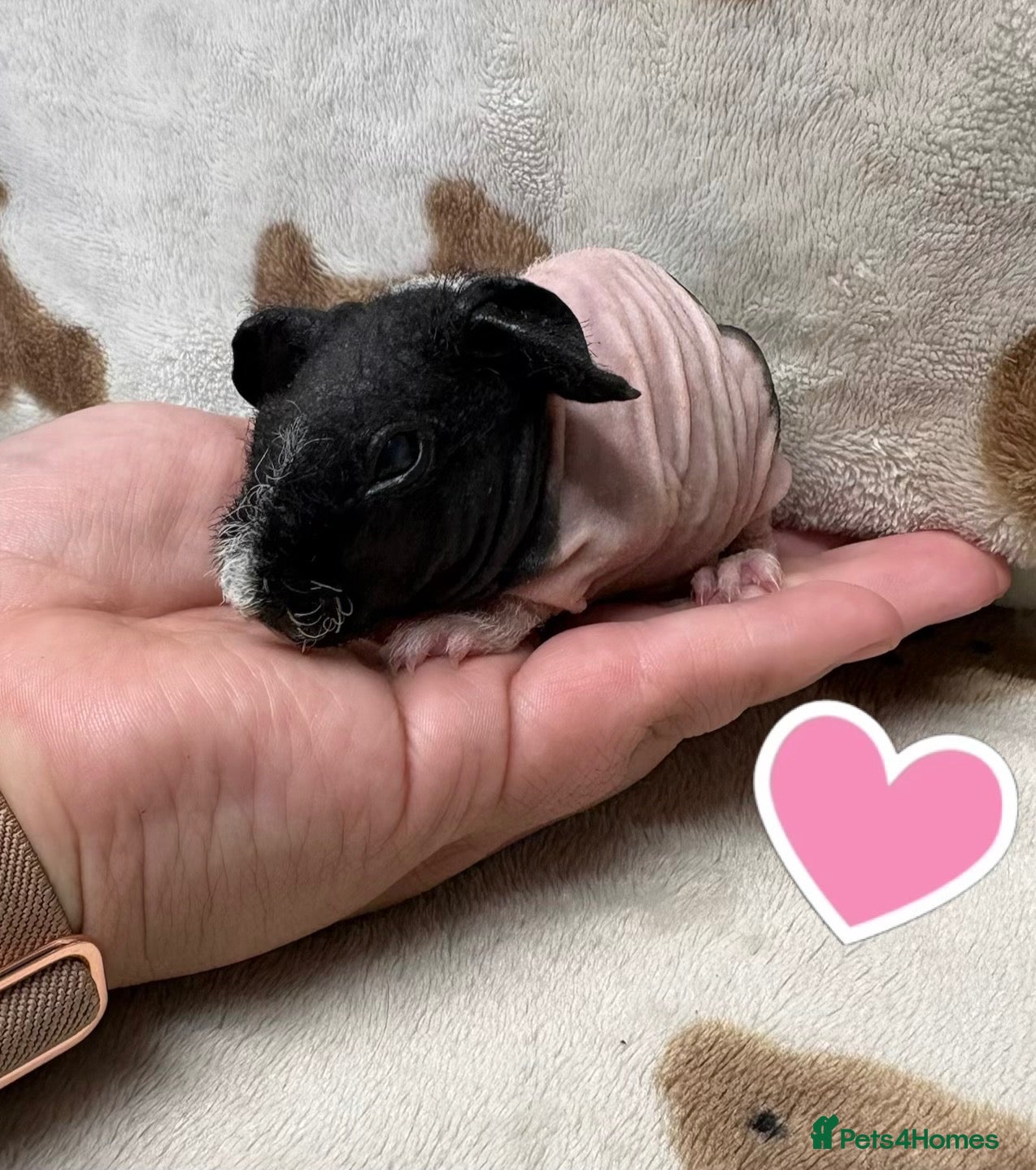 Guinea Pig rodents Skinny pig sows and boars - Rescue - Advert 1