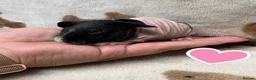 Guinea Pig rodents for sale: Skinny pig sows and boars - Rescue - Advert 1