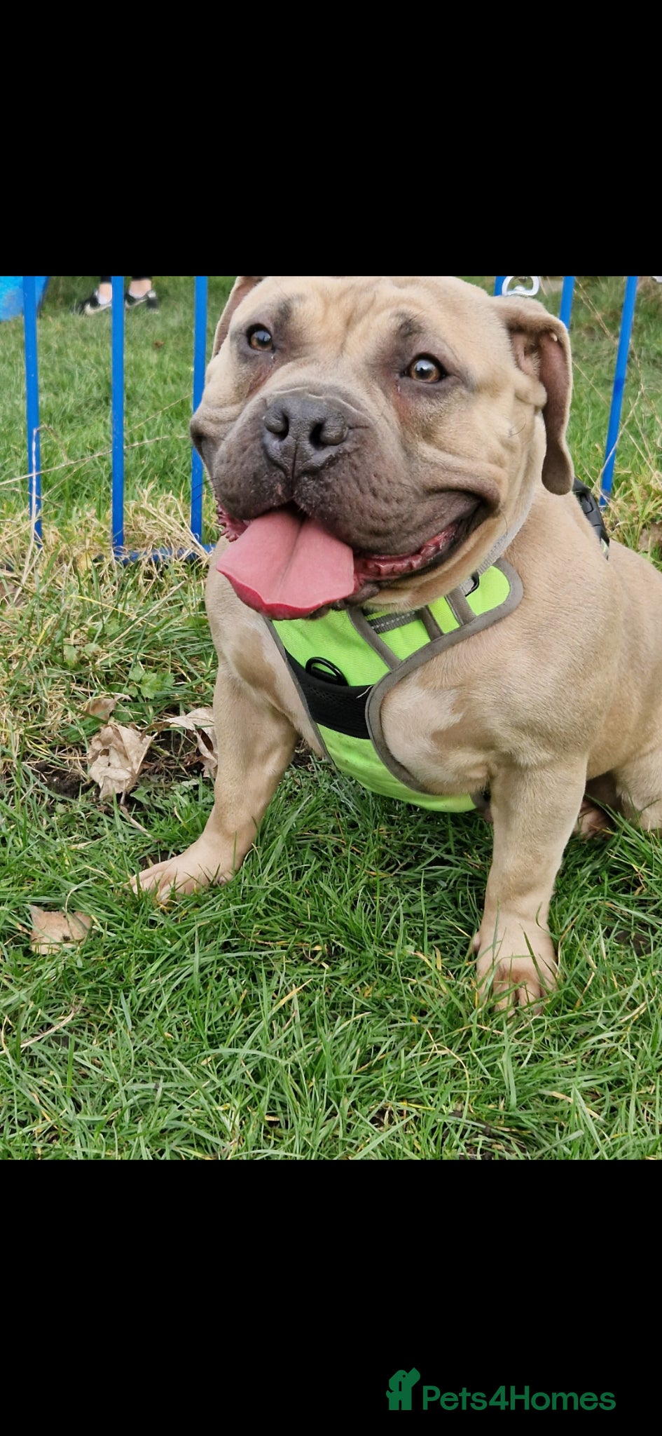 American Bully dogs 4 year old pocket bulldog bitch - Advert 3