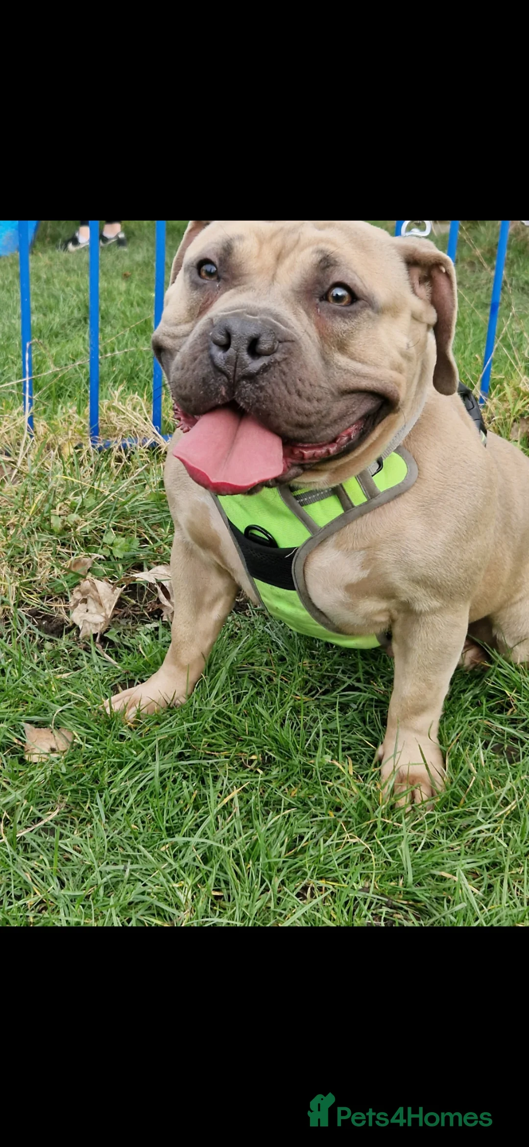 American Bully dogs for sale: 4 year old pocket bulldog bitch - Advert 1