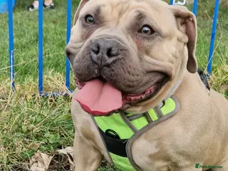 American Bully dogs 4 year old pocket bulldog bitch - Advert 3