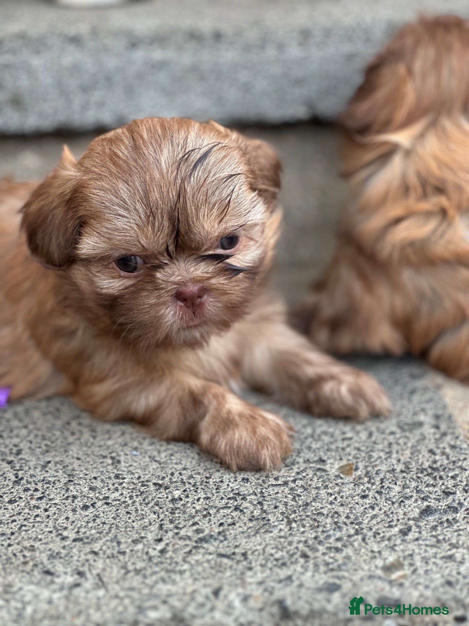Shih Tzu dogs Beautiful imperial Shih Tzu puppies ready to go  - Advert 4