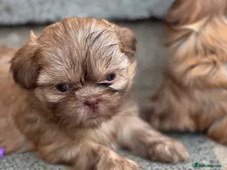 Shih Tzu dogs Beautiful imperial Shih Tzu puppies ready to go - Advert 4