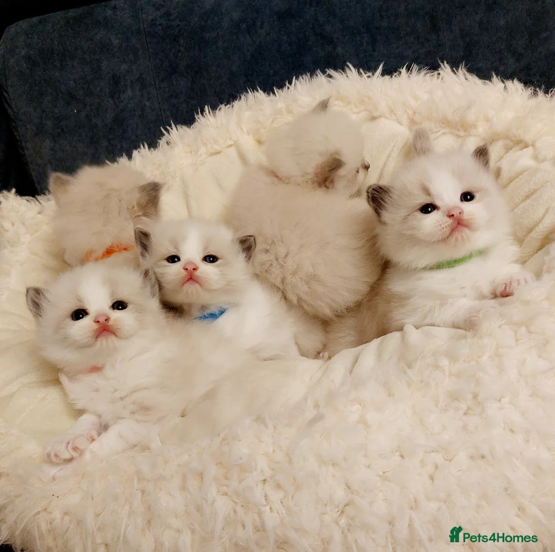 Ragdoll cats for sale: Beautiful Purebred Ragdoll Star-Quality Kittens - Advert 1