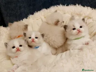 Ragdoll cats Beautiful Purebred Ragdoll Star-Quality Kittens - Advert 1