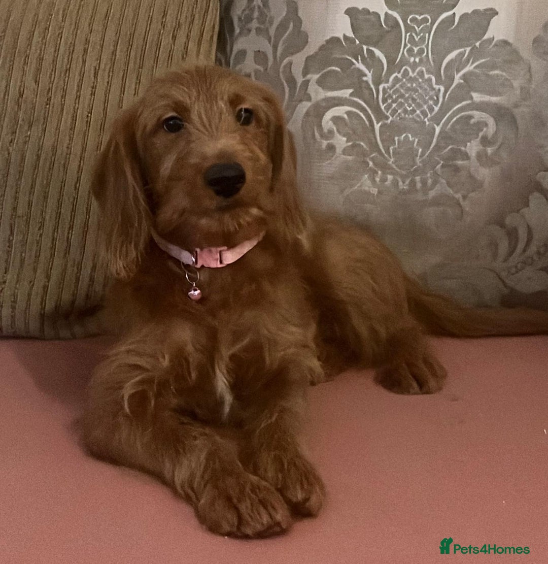 Labradoodle dogs for sale: Absolutely beautiful Labradoodles - Advert 18