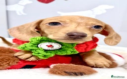 Miniature Dachshund dogs for sale: 🩷🌟Beautiful cream dapple KC Female 🌟🩷 - Advert 5