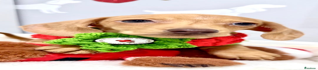 Miniature Dachshund Puppy 3