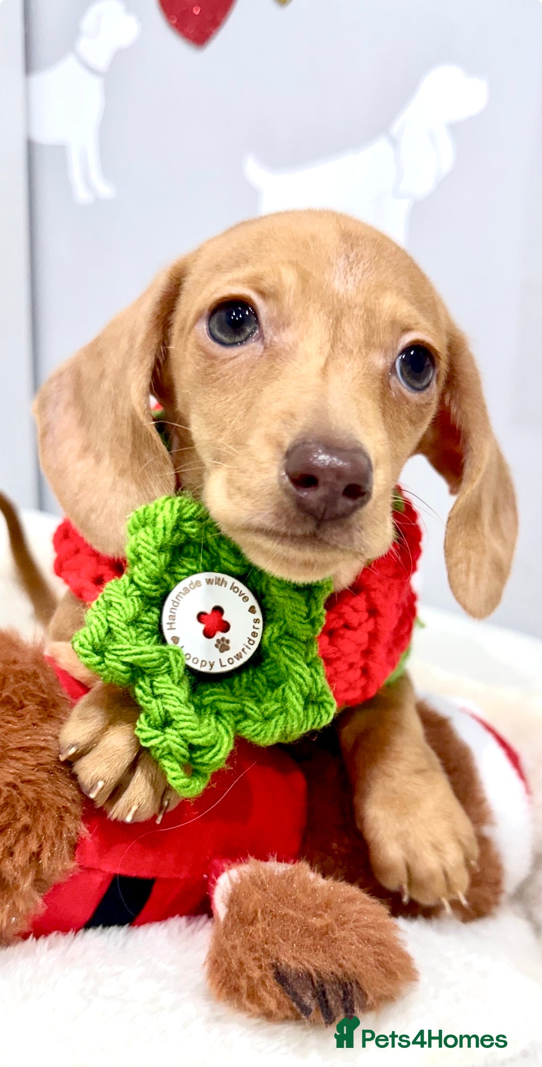 Miniature Dachshund dogs for sale: 🩷🌟Beautiful cream dapple KC Female 🌟🩷 - Advert 5