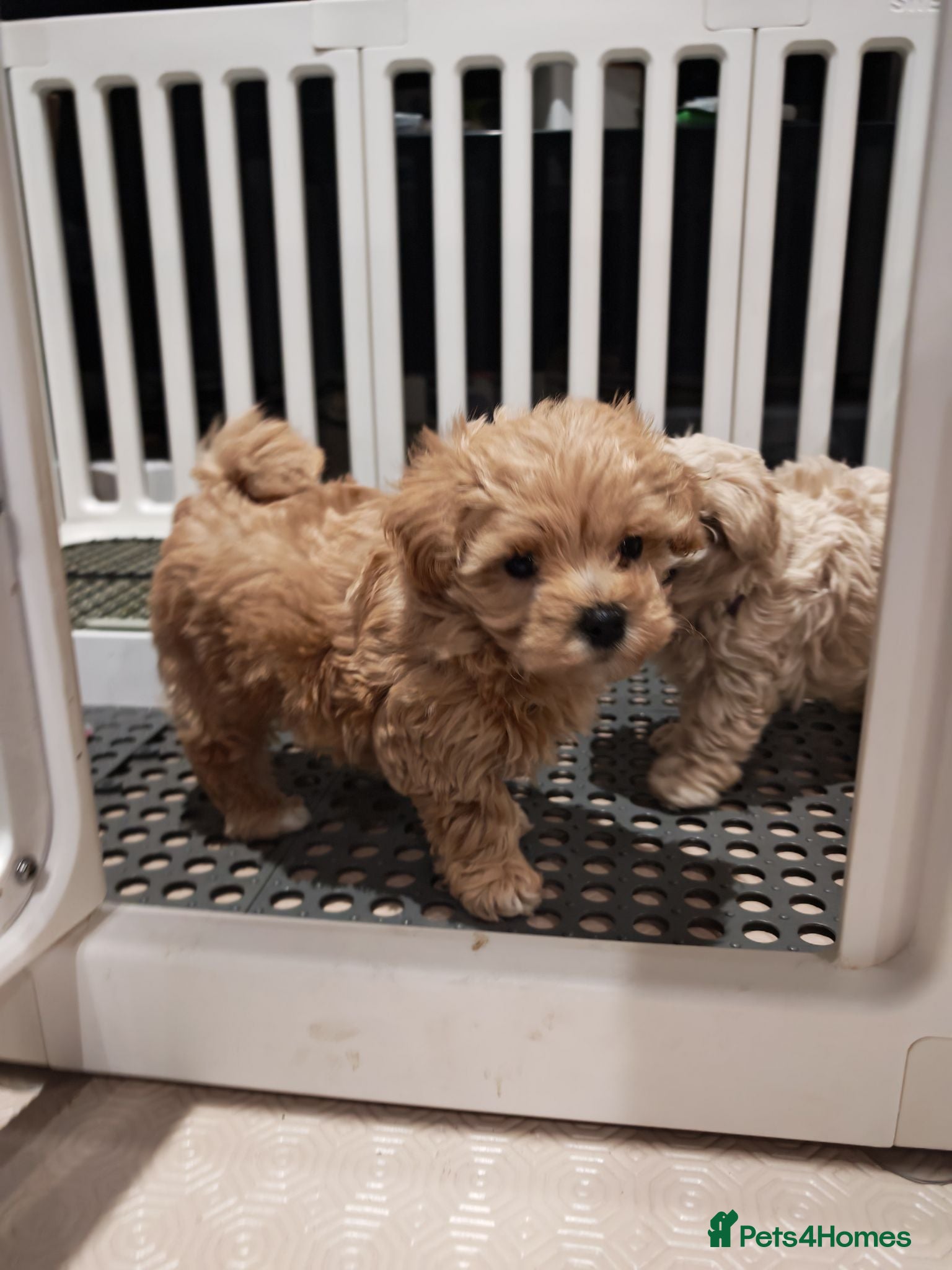 Maltipoo dogs Maltipoo F1 Toy Size, KC Parents, DNA Tested Clear - Advert 2