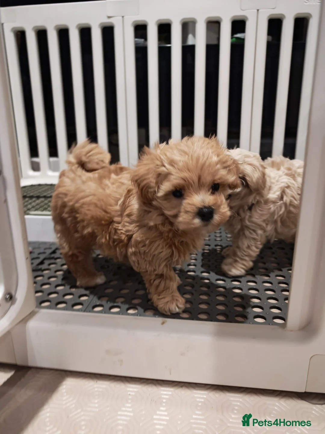 Maltipoo dogs for sale: Maltipoo F1 Toy Size, KC Parents, DNA Tested Clear - Advert 2