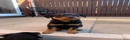 Rottweiler dogs for sale: AMAZING PEDIGREE REGISTERED ROTTWEILER PUPPIES - Advert 10