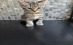Scottish Fold cats for sale: 2 Playful Scottish Fold Cross Kittens – Ready Now - Image 12