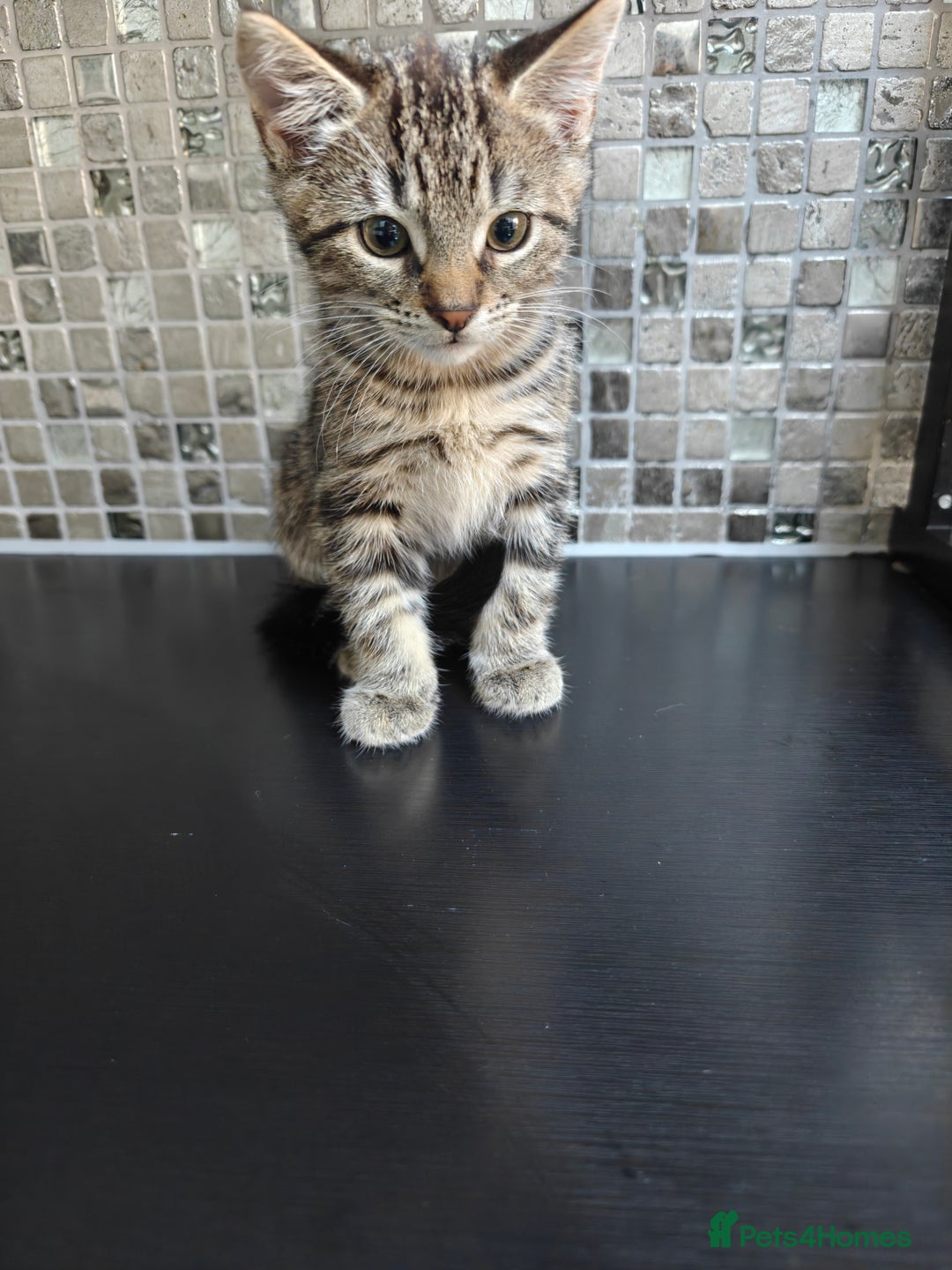 Scottish Fold cats for sale: 2 Playful Scottish Fold Cross Kittens – Ready Now - Image 12