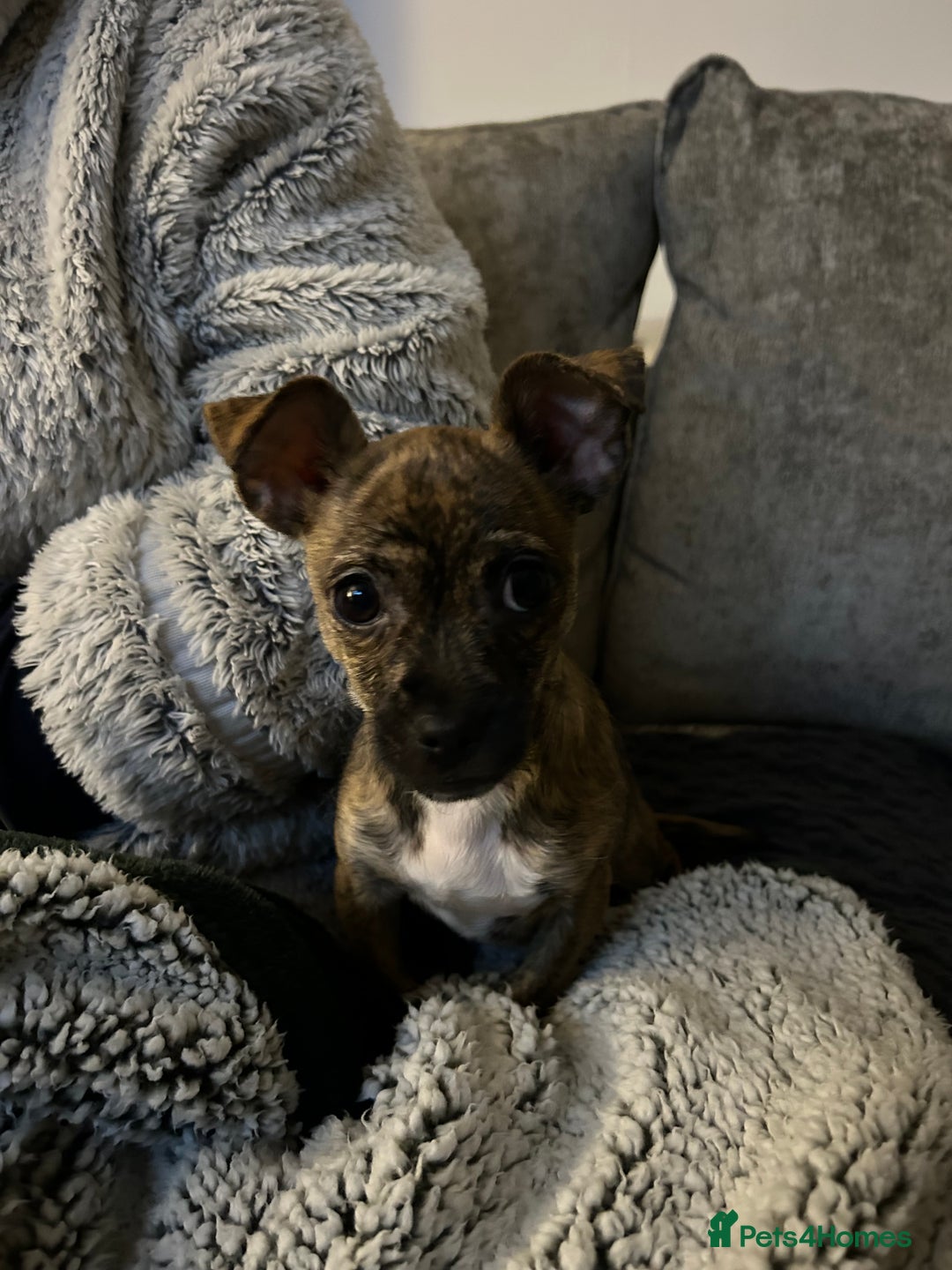 Mixed Breed dogs for sale: 4 month old Mini puppy - Advert 2