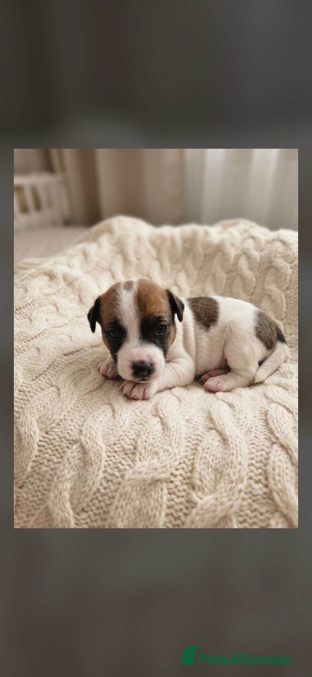 Jack Russell dogs Jack Russel puppies  - Advert 2