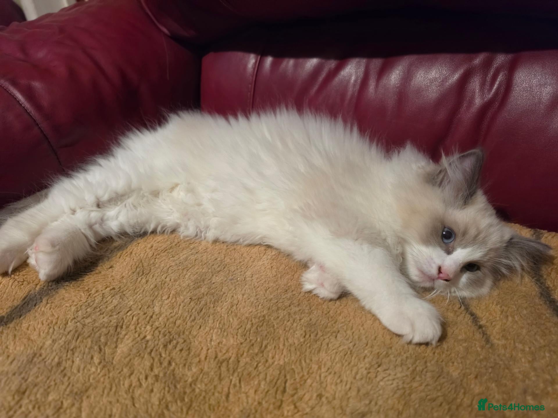 Ragdoll cats GCCF-registered Ragdoll kittens - Advert 2