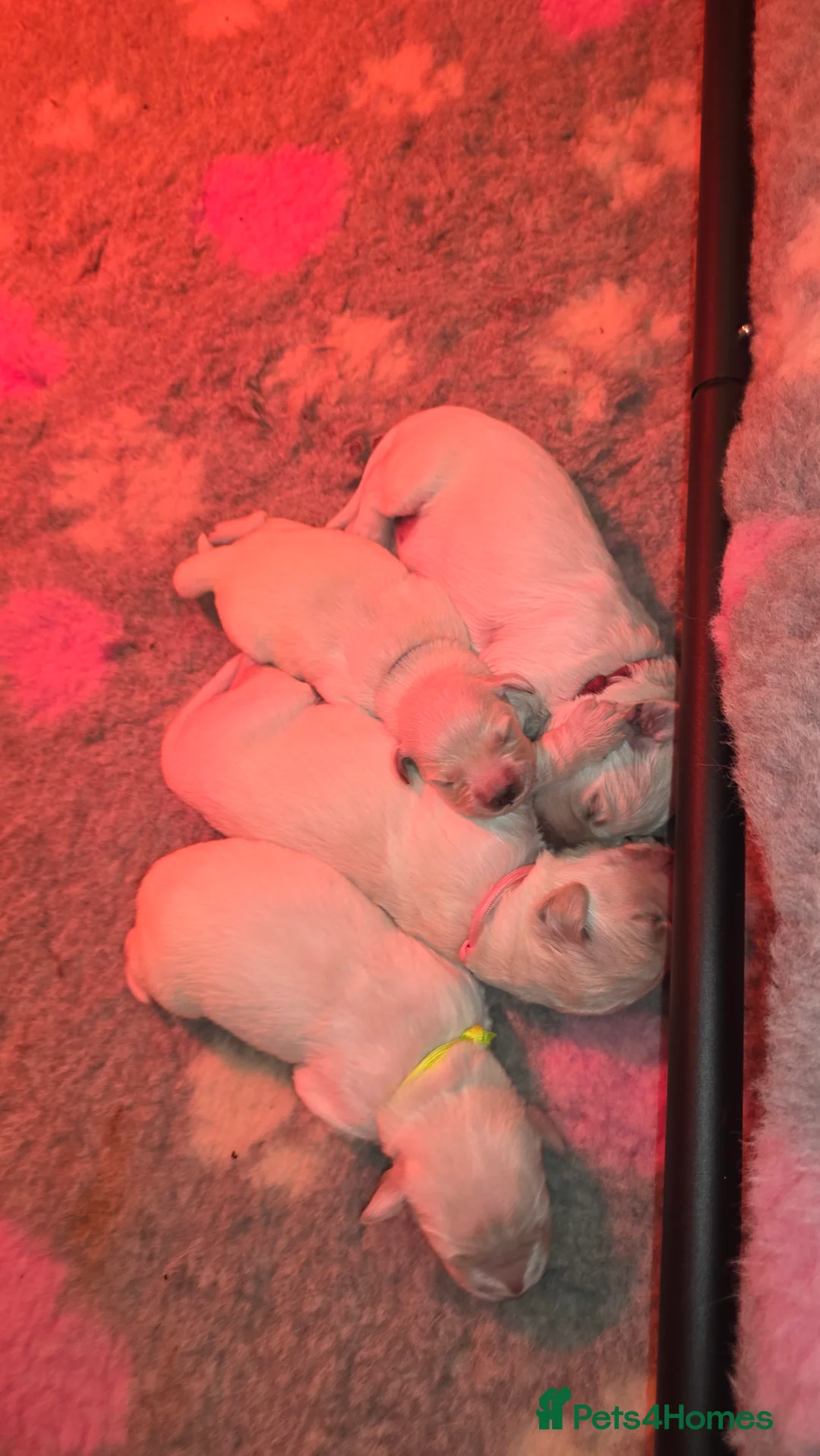 Golden Retriever dogs for sale: Health tested cream Golden Retriever pups - Advert 4