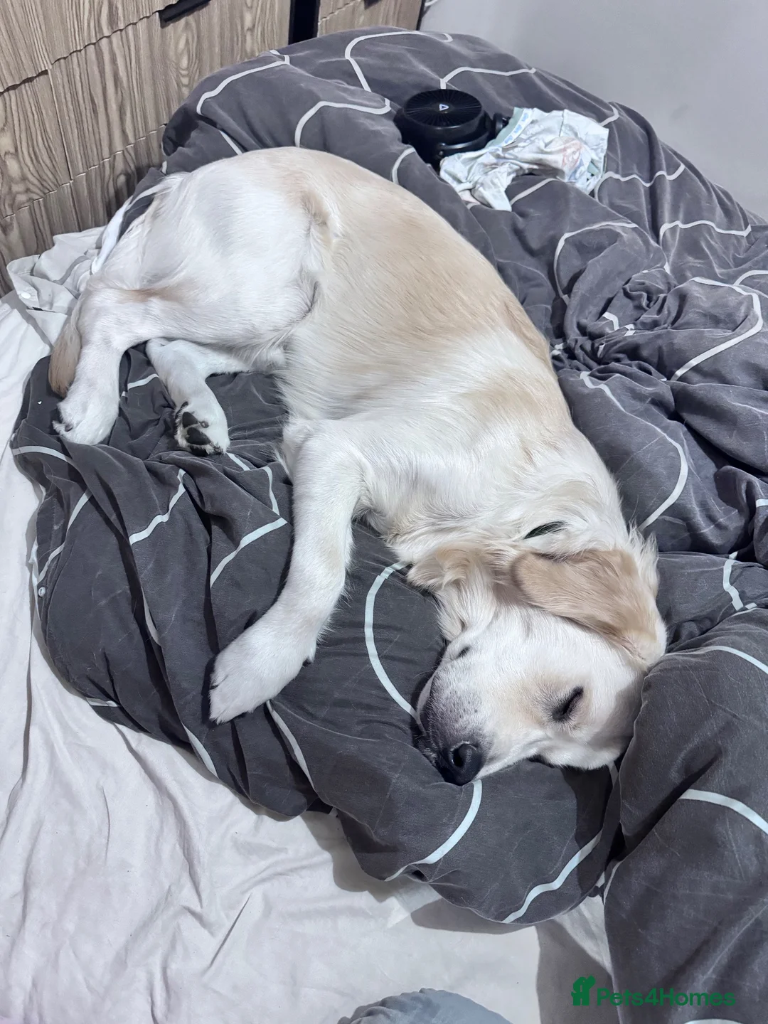 Golden Retriever dogs for sale: Golden Retriever  in Pontypool - Advert 2