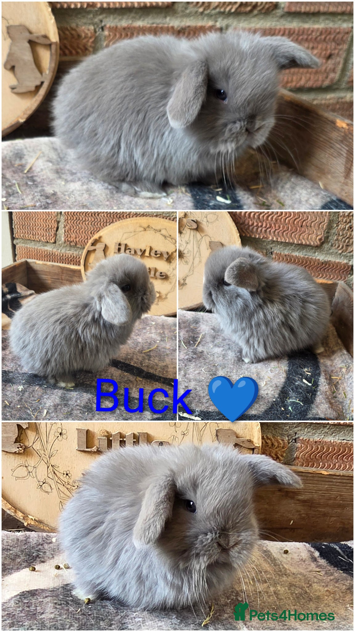 Mini Lop rabbits Gorgeous pure breed mini lops  - Advert 1
