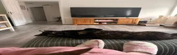 Domestic Shorthair cats for sale: 2 Gorgeous Girls for Re-homing - Advert 16