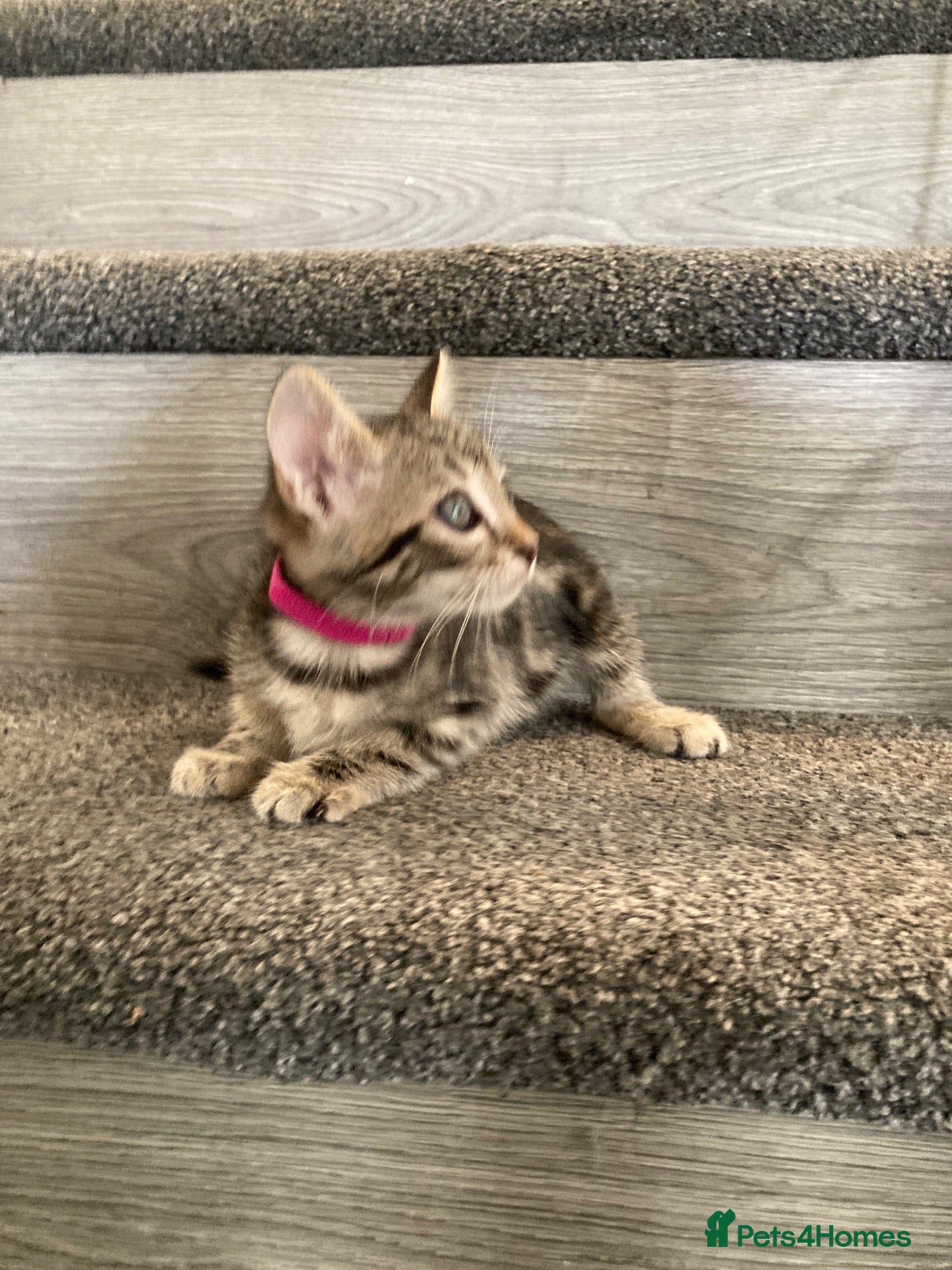 Ragdoll cats for sale: 7 beautiful rag doll x maine coon  - Advert 1