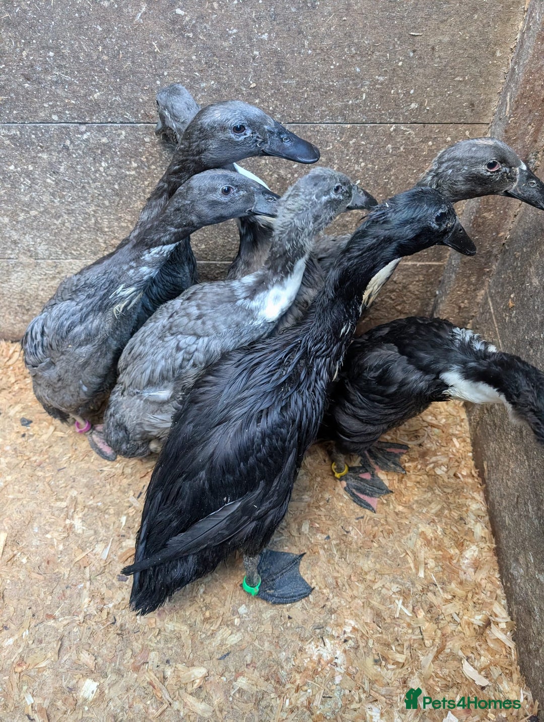 Mixed Breed poultry for sale: Indian runner ducklings and Silkies  - Advert 5