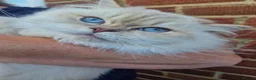 British Longhair cats for sale: GCCF Registered British Longhair  - Advert 2