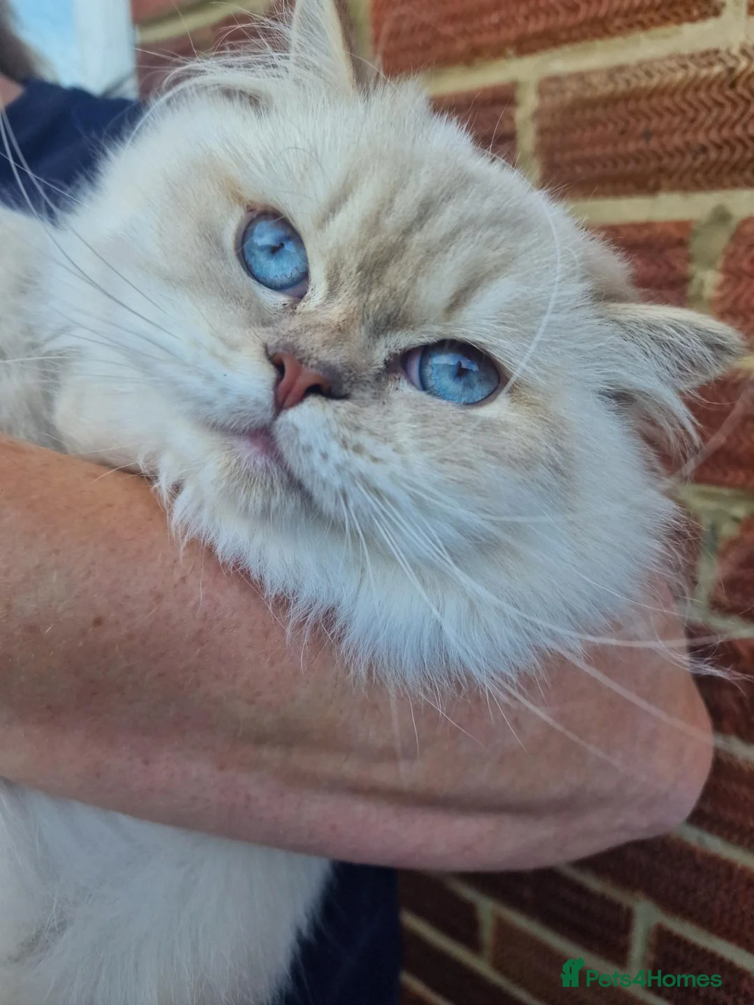 British Longhair cats for sale: GCCF Registered British Longhair  - Advert 2